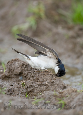 BB 11 0329 / Delichon urbicum / Taksvale